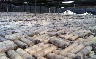 廢舊菌棒如何廢物利用？用鋸末顆粒機(jī)能增加收入