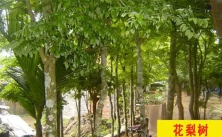 紅花梨下腳料千萬別再丟了，都是寶啊