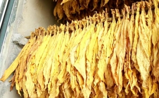 木屑顆粒燃料烘烤煙葉可以嗎？